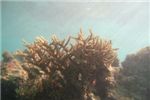 Коралл-олений рог (Acropora sp)