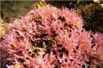 Колючий коралл