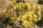 Мягкий коралл саркофитон (Sarcophyton trocheliophorum)