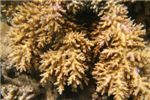 Один из многочисленных видов кораллов, который мы так и не нашли в книжках