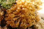 Мягкий коралл ксенидия (Xeniidae)