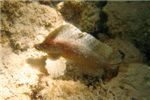 Петушиная птарма (Ptarmus gallus) - если верить книге, то это - очень редкая рыба. Мне она повстречалась совсем случайно - некий 