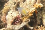 Желтобокая высокотелая рыба-ласточка (Amblyglyphidodon flavilatus)