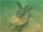Черепахи в Египте очень большие - намного больше тех, что нам посчастливилось видеть на Сейшелах. Но вместе с этим и намного пугливее. Я всегда замечала черепаху, когда она уже начинала со всех ног от меня уплывать.