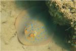 Пятнистый рифовый хвостокол в засаде (Taeniura lymma)