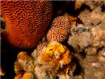 Разнообразие красок кораллового рифа.
