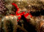 Красный коралл
