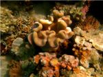 Мягкий коралл саркофитон (Sarcophyton trocheliophorum) 
