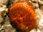 Каменистый коралл

