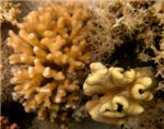 Мягкий коралл саркофитон (Sarcophyton trocheliophorum) и огненный коралл (Millepora dichotoma)
