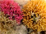 Огненные кораллы
