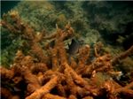 Оранжеволицые рыбы-бабочки, прячущиеся в коралле
