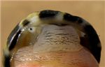 Моллюск с любопытными глазищами
