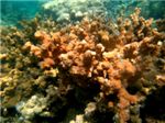 Кораллы Красного моря
