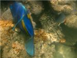 Рыба-ангел. Желтополосый помакант. Yellowbar angelfish. Pomacantyus maculosus.
