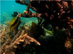 Подводная жизнь рифа
