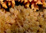 Мягкий коралл ксенидия (Xeniidae)
