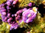 Сиреневый коралл
