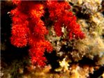 Мягкий коралл (Dendronephthya)
