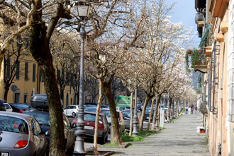Улица в Лукке с цветущими деревьями - класс!