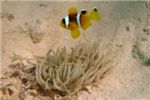 Красноморский амфиприон (Red Sea anemonefish).