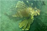 Крылатка-зебра (Common lionfish).
