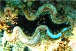 Чешуйчатая тридакна (Sguamose giant clam).