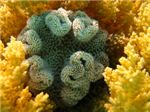 Мягкий коралл Саркофитон.