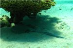 Пятнистый рифовый хвостокол.