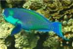 Крутолобая рыба-попугай (Steepheaded parrotfish).