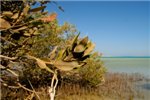 Листья мангрового дерева