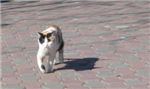 Ласковая кошка, живущая в Николо-Угрешском монастыре
