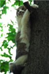Кошак на дереве удобно устроился