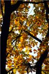 Традиционно-осеннее фото дубовых листьев