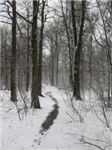 Лыткаринский лес зимой
