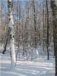 Зимний Лыткаринский лес 

