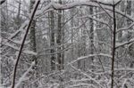 Лес в снегу
