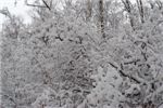 Лес из по-декабрьски прозрачного превратился в пушисто-снежный.