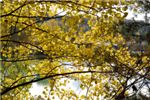 Осенние осиновые листья