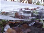 Вмерзшие листья подо льдом
