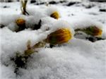 Цветы под снегом
