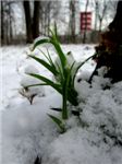 Трава под снегом
