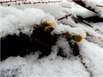 Мать-и-мачеха в снегу
