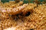 Встречаются редкие кораллы, под которыми традиционное рыбье оживленье. 