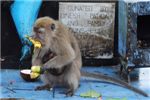 Собрав все бананы, обезьянка уходит в сторонку, чтобы их съесть.