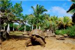 Гигансткие черепахи гордость этого парка. Ранним утром эти черепашки еще не успели разогреться.