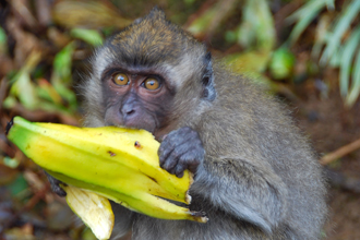 обезьянка облгладывает шкурку от банана