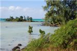 Парочка мангровых деревьев возле берега.