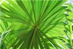 Веерный пальмовый лист
