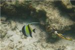 Флаговая кабуба - вечная обитательница карманного рифа. Вот только живописно в кадр никак не вписывалась!